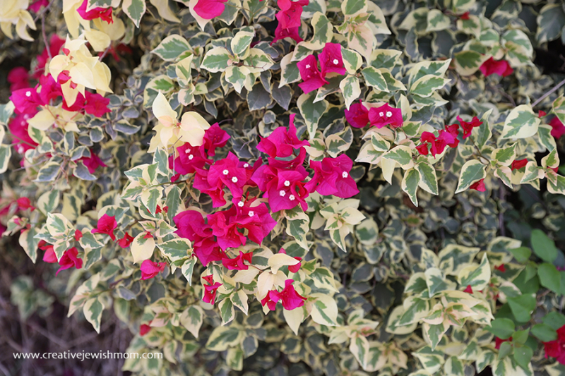 Stunning Variegated Bougainvillea Bushes Grow In The Galil, Israel