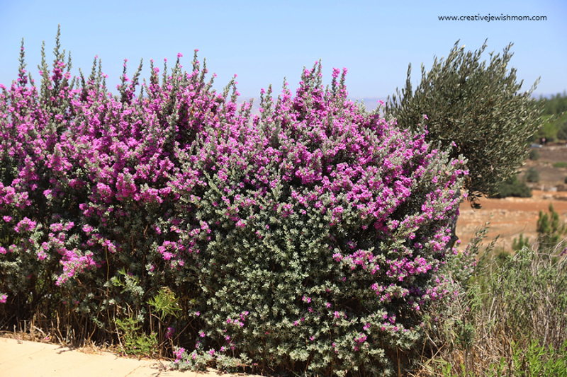 Stunning Texas Sage, Or Cenizo, Blooms In Northern Israel