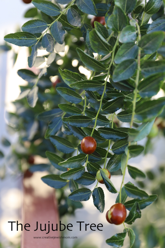 Jujube Fruit Ripens Just In Time For Rosh HaShana!