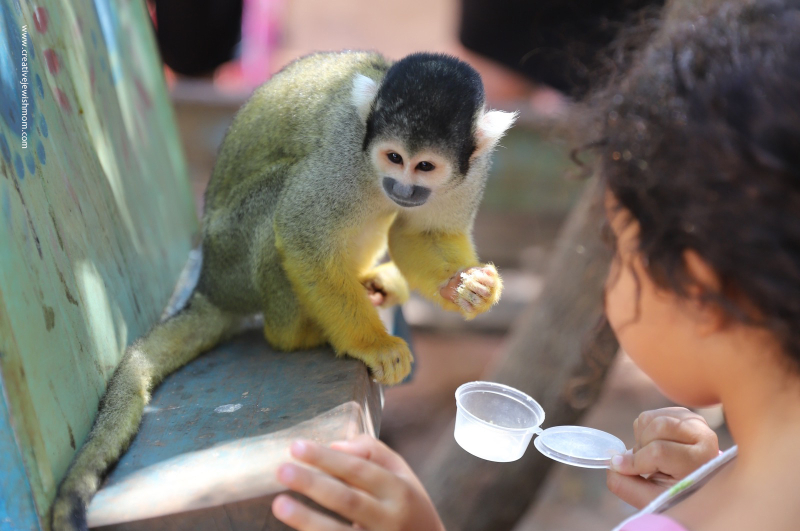 A Visit To The Yodfat Monkey Forest