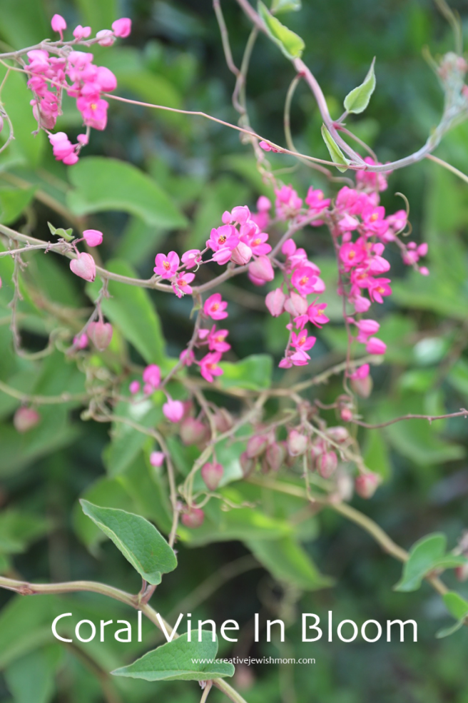 Stunning Coral Vine With Tiny Pink Blooms In Harduf, Israel