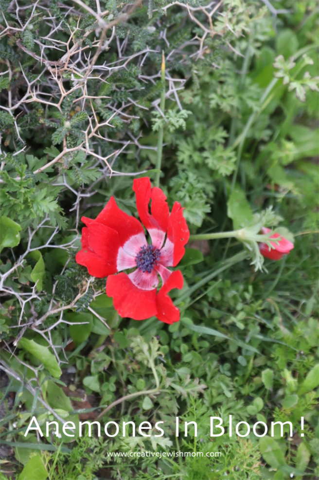 Red Crown Anemones Now In Bloom In Northern Israel!