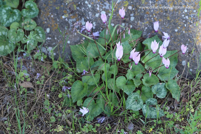Cyclamen Bloom In The Golan Heights!