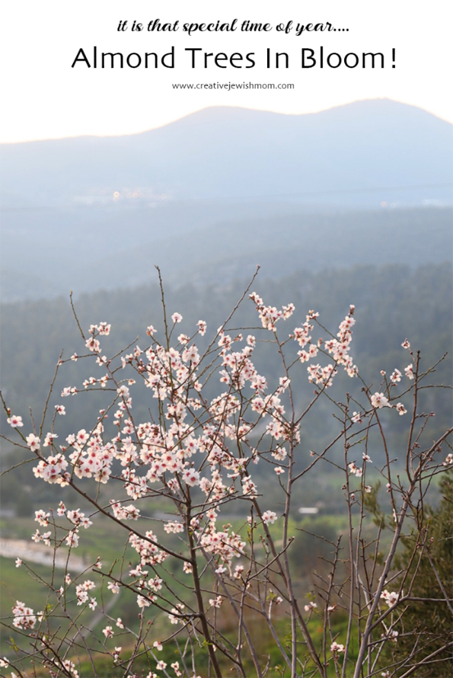 Wild Almond Trees In Bloom In The Galil, Israel