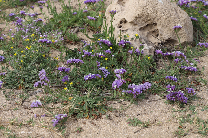 Sea Lavender ( עדעד כחול) Blooms On The Mediterranean Coast In Israel!