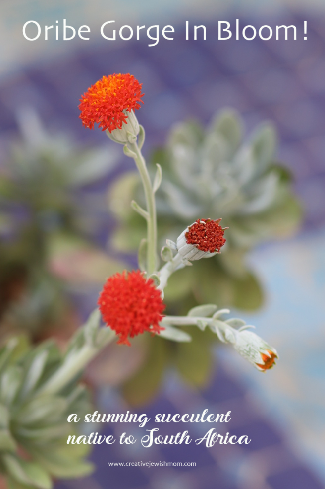 Oribe Gorge Succulent Blooms At Last In Northern Israel