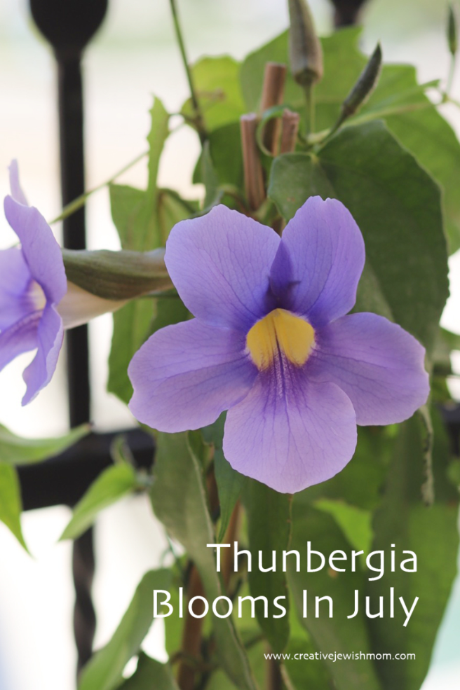 Thunbergia Laurifolia Blooms In My Container Garden