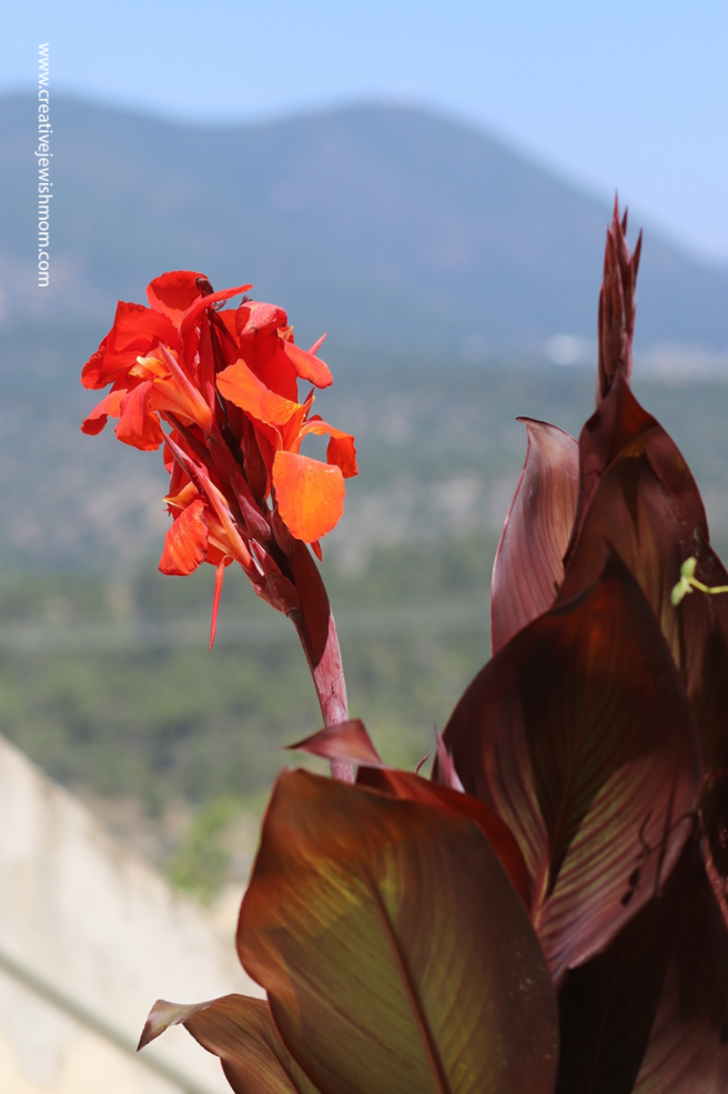 My Israeli Sub-Tropical Container Garden Blooms, In Late June!