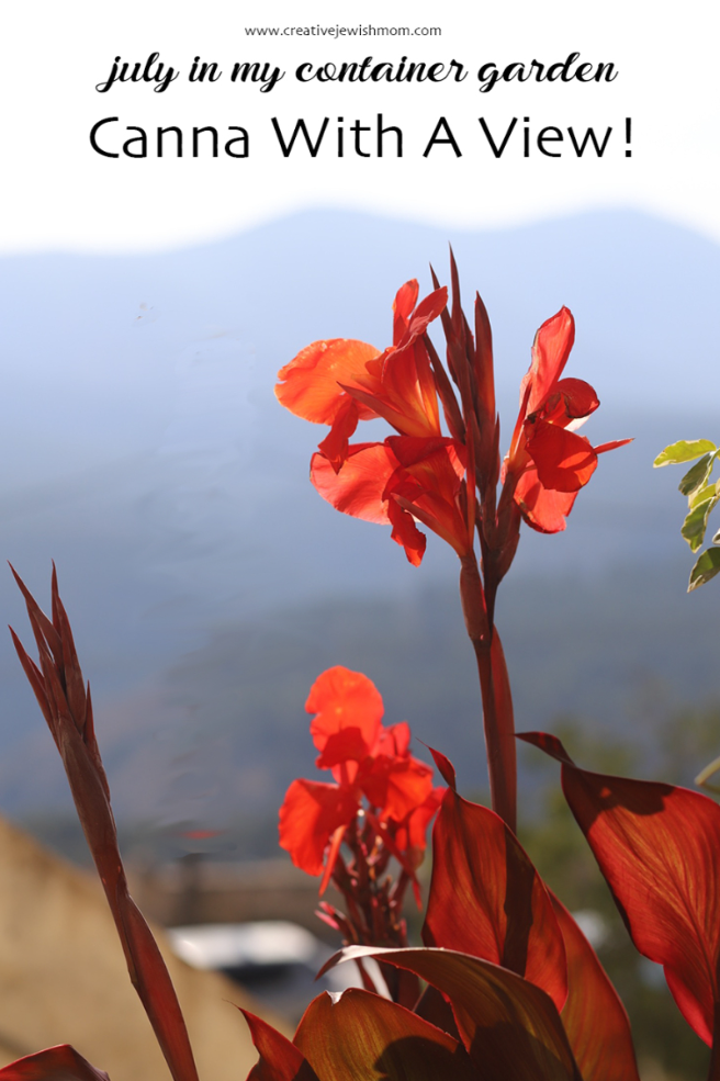 Canna Blooms In My Northern Israel Container Garden!