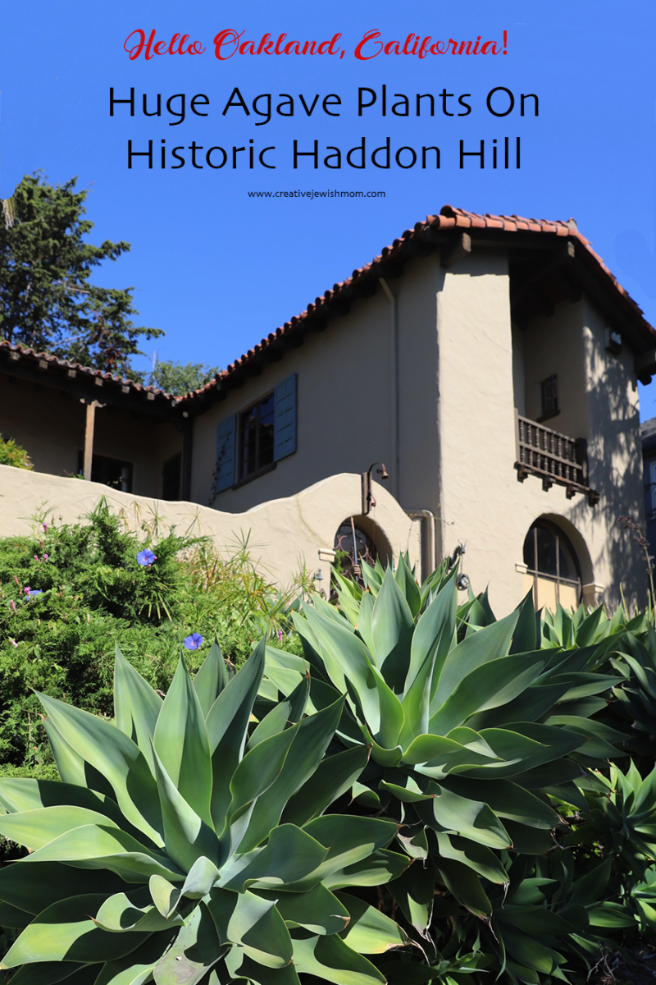 Huge Agave Plants Thrive In Historic Haddon Hill, Oakland