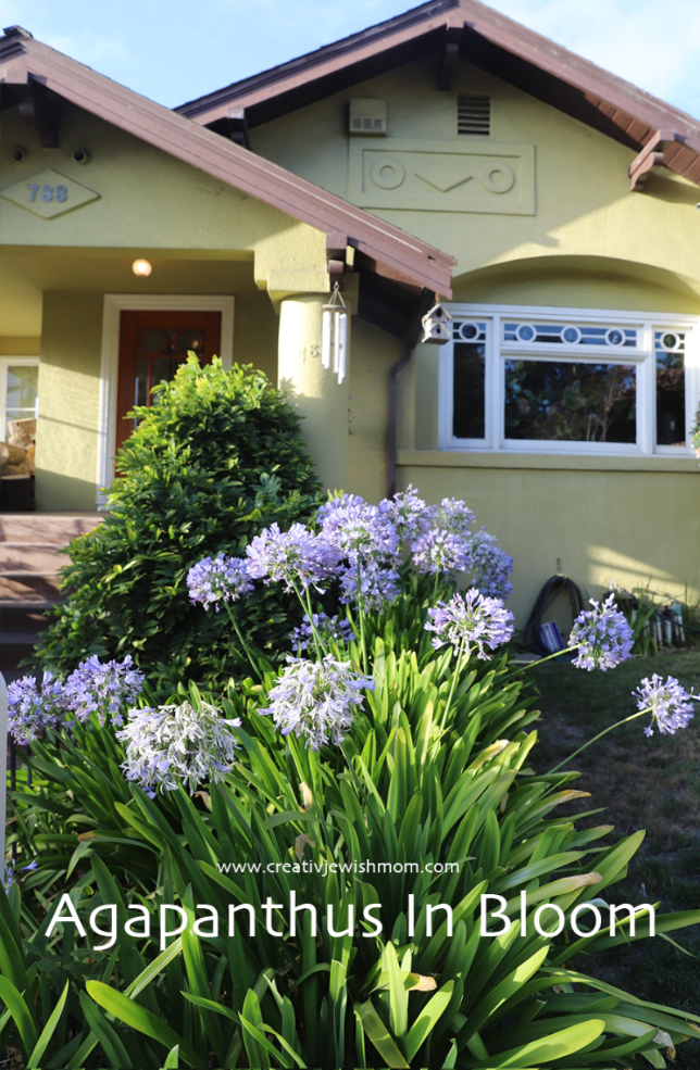 Agapanthus Blooms In August In Oakland, CA