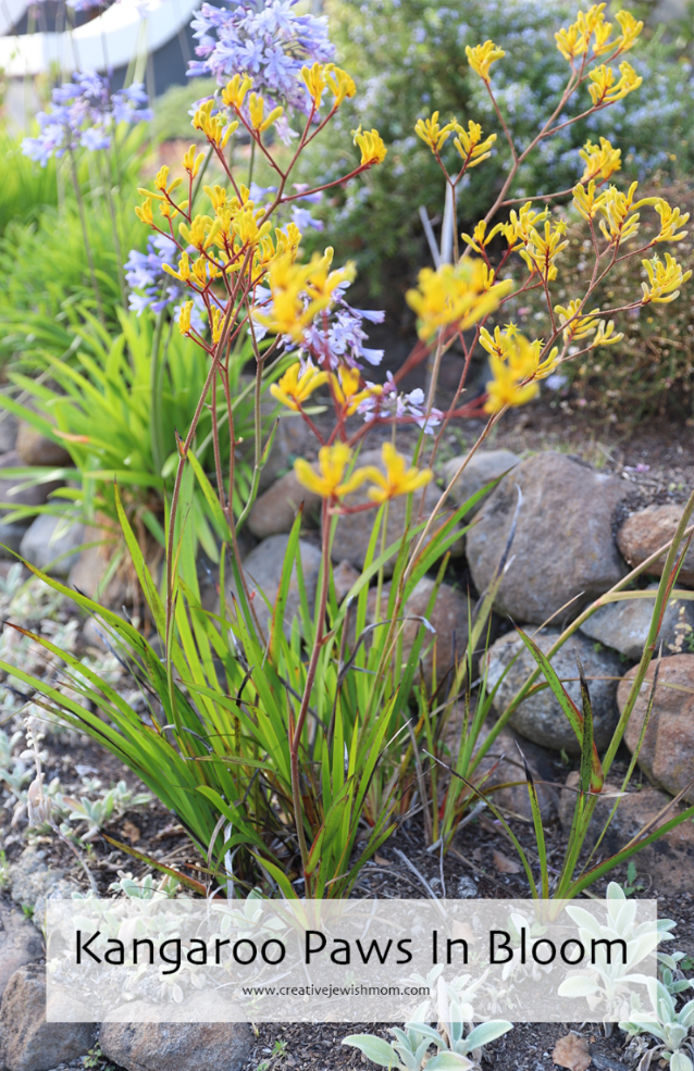 Kangaroo Paws, Anigozanthus, Blooms In August In Oakland, CA