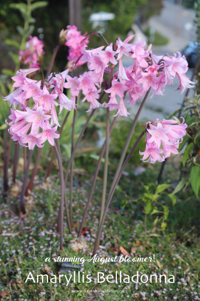 Stunning Amaryllis Belladonna Blooms In Oakland, California