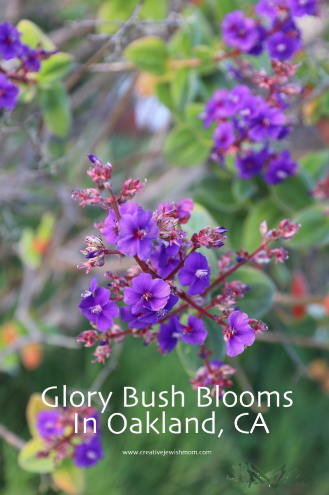 The Stunning Glory Bush, Pleroma Heteromallum, Blooms In Northern California