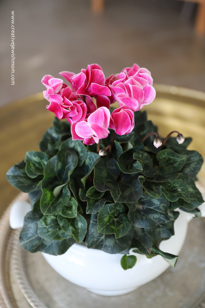Try A Potted Cyclamen Rather Than Cut Flowers!