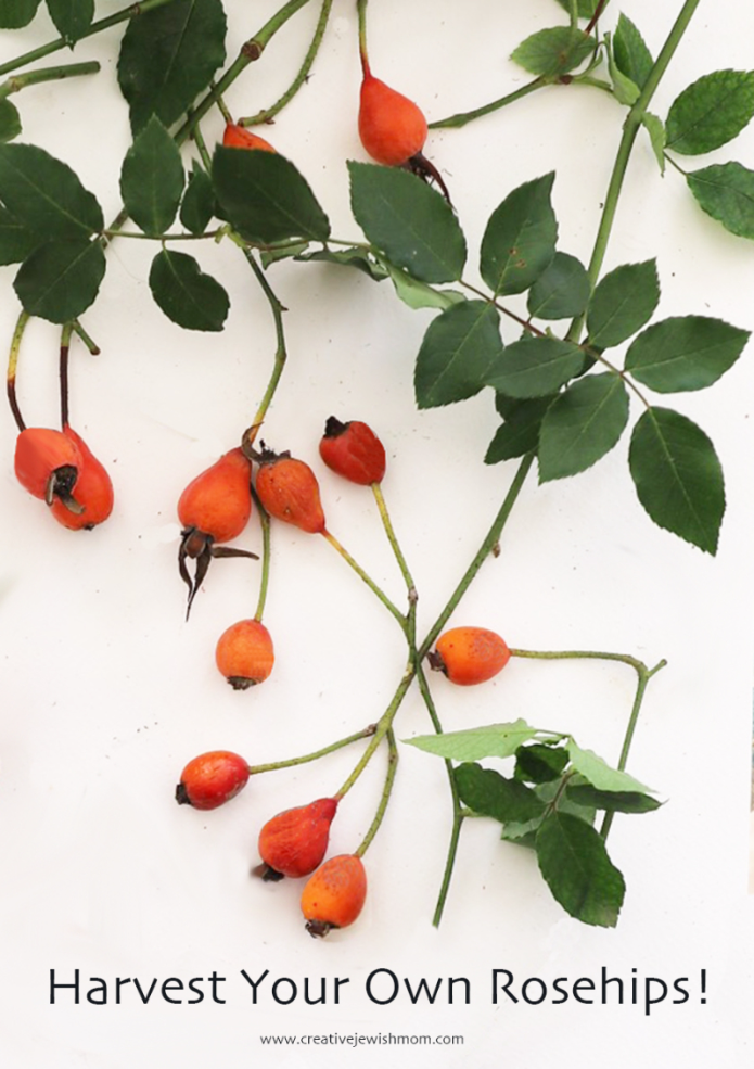 Harvest Your Own Rose Hips And Benefit From Their Amazing Qualities!
