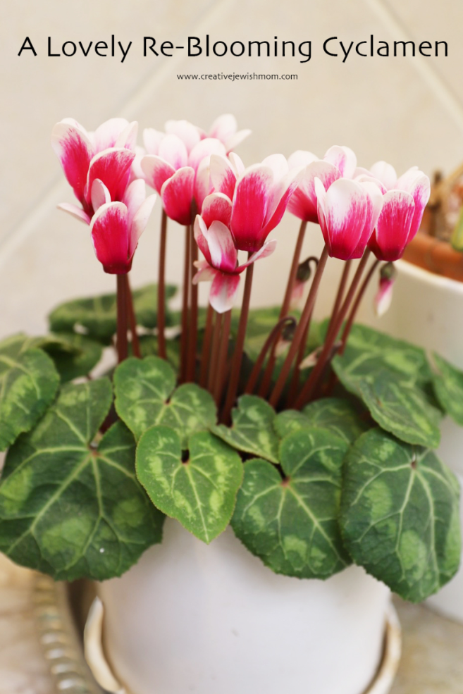 How To Get Your Cyclamen To Re-Bloom Year After Year