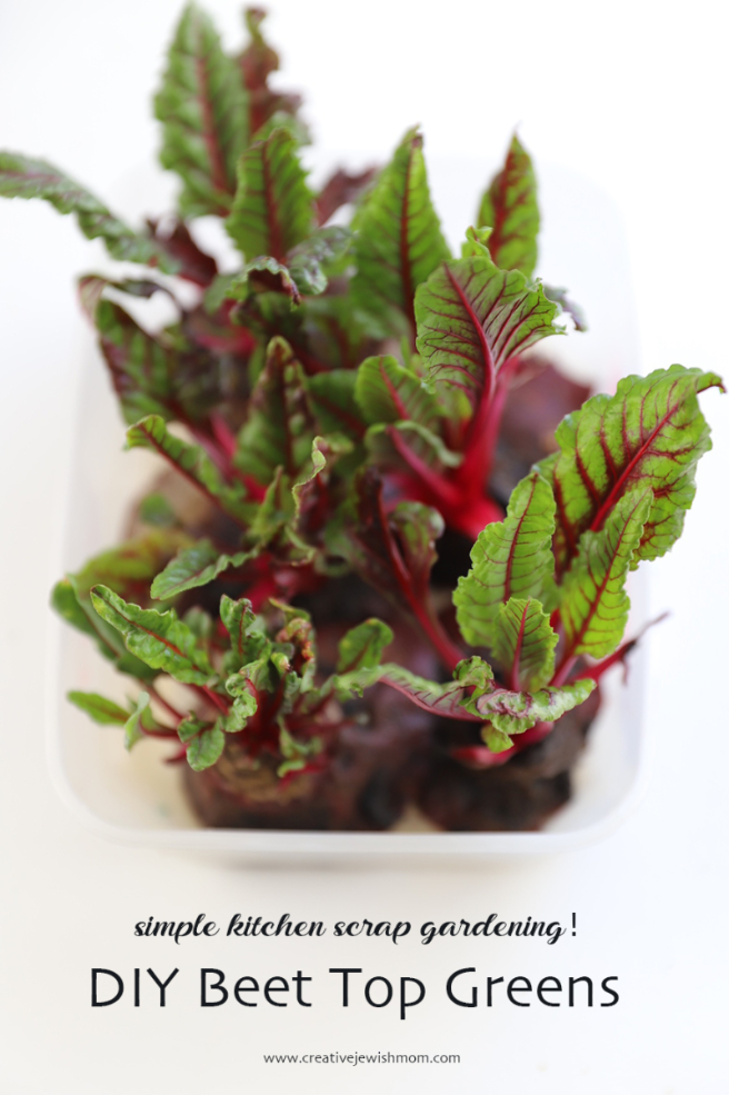Grow Your Own Gorgeous Beet Greens From Beet Tops