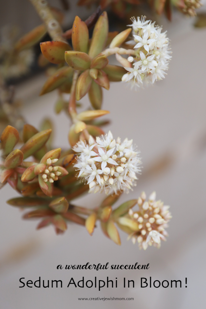 Sedum Adolphi Succulent Blooms In Northern Israel