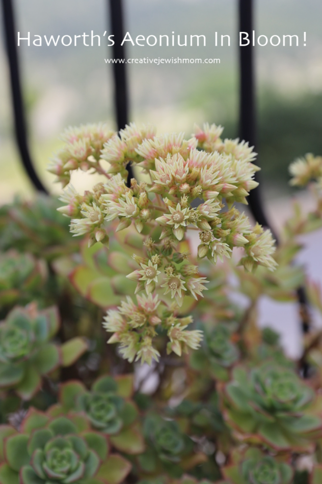 The Haworth’s Aeonium Succulent Blooms In Northern Israel