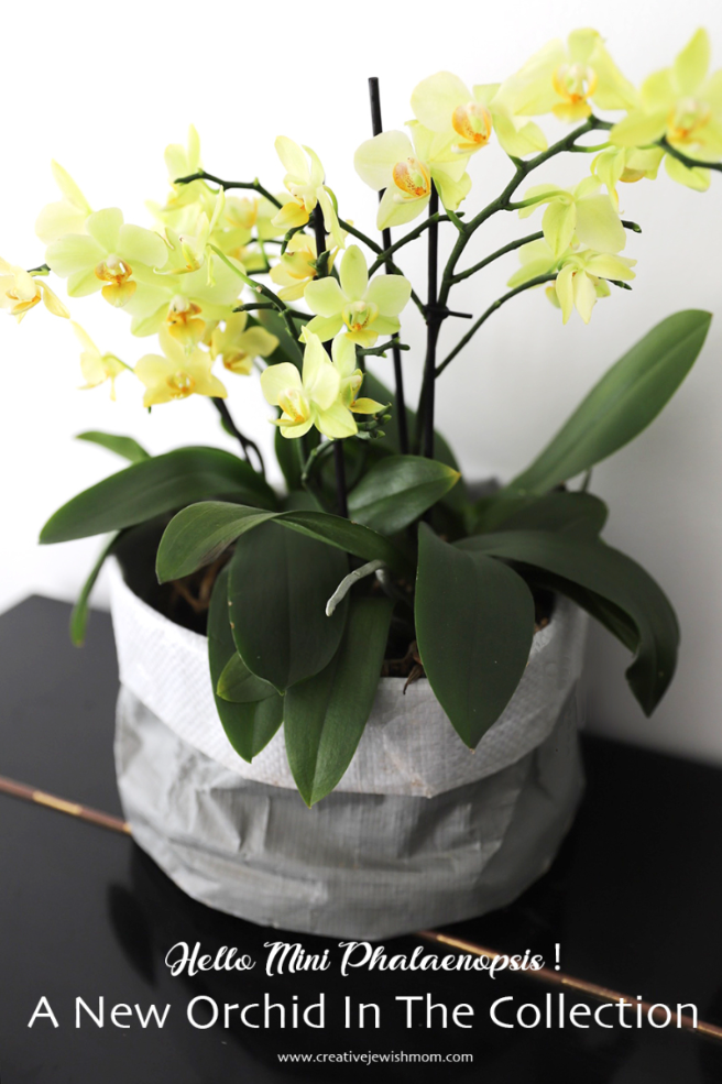A New Orchid On The Block: Mini Yellow Phalaenopsis