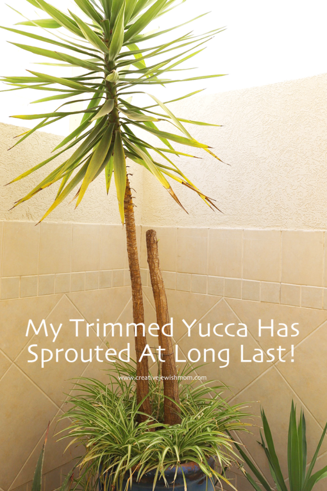 How To Prune A Yucca And Encourage New Growth