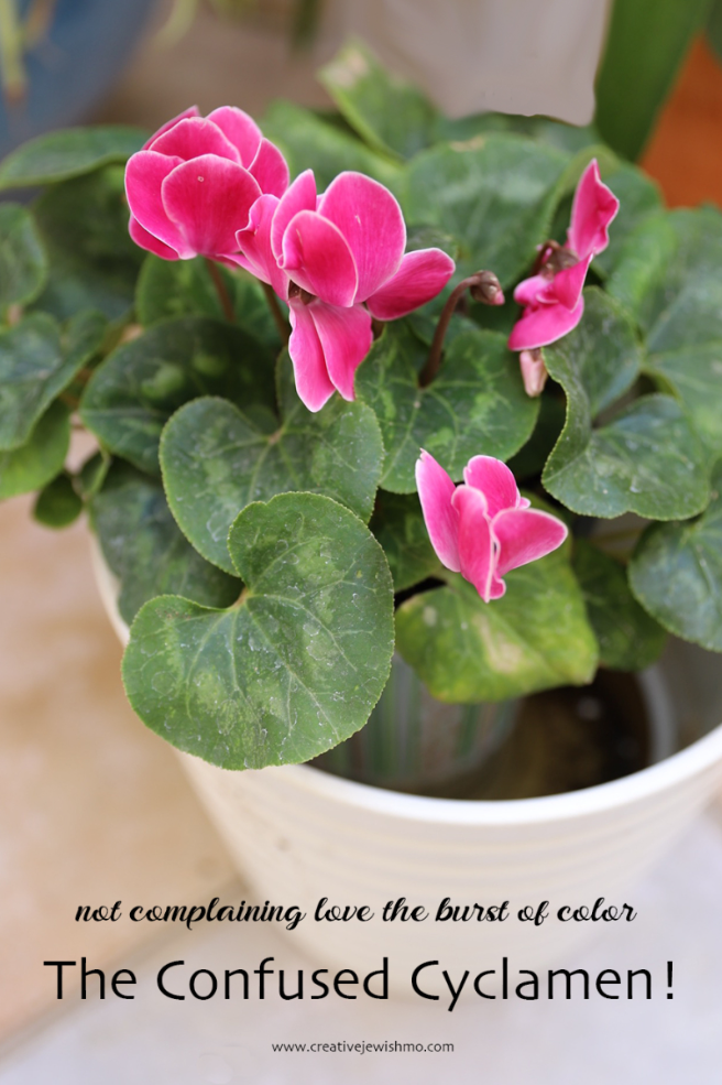 The Confused Cyclamen That Is Blooming In September (In 86 F/30C Heat!)