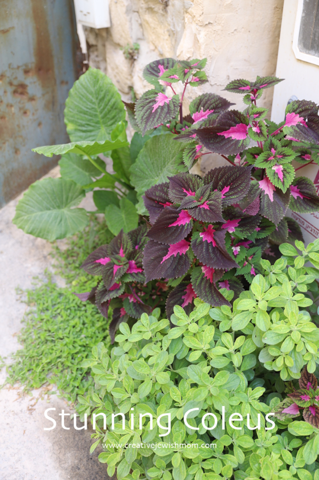 Stunning Coleus In A Lovely Mixed Garden Bed With Elephant’s Ear!
