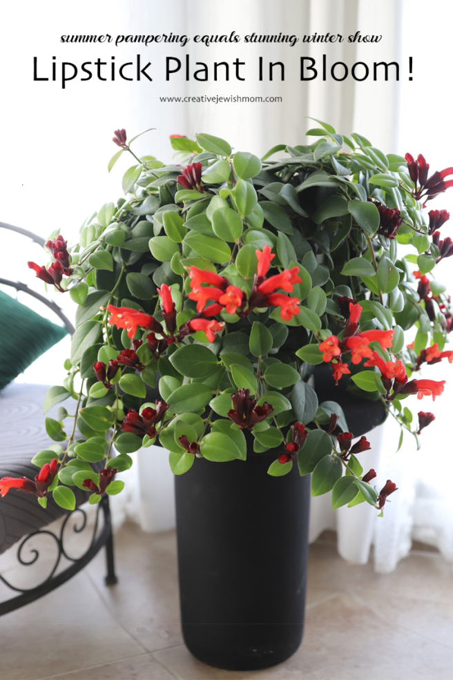 How To Get Your Lipstick Plant To Bloom!
