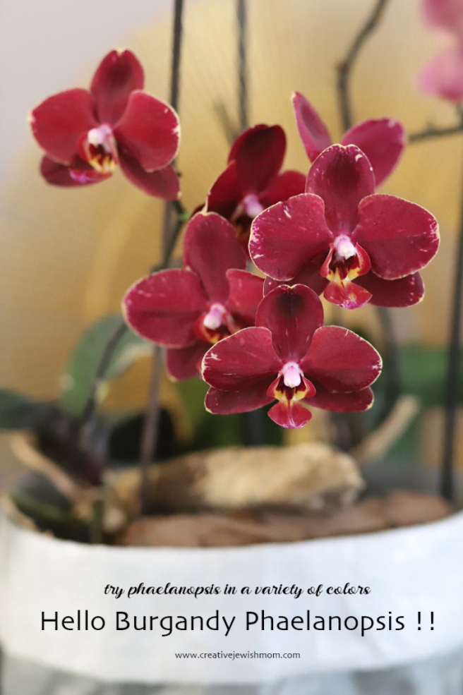 Burgundy Phaelanopsis Orchid In Bloom!