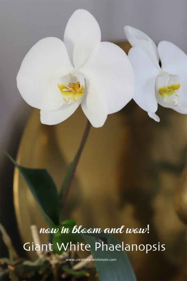 Giant White Phaelanopsis Grandifloris Blooms!