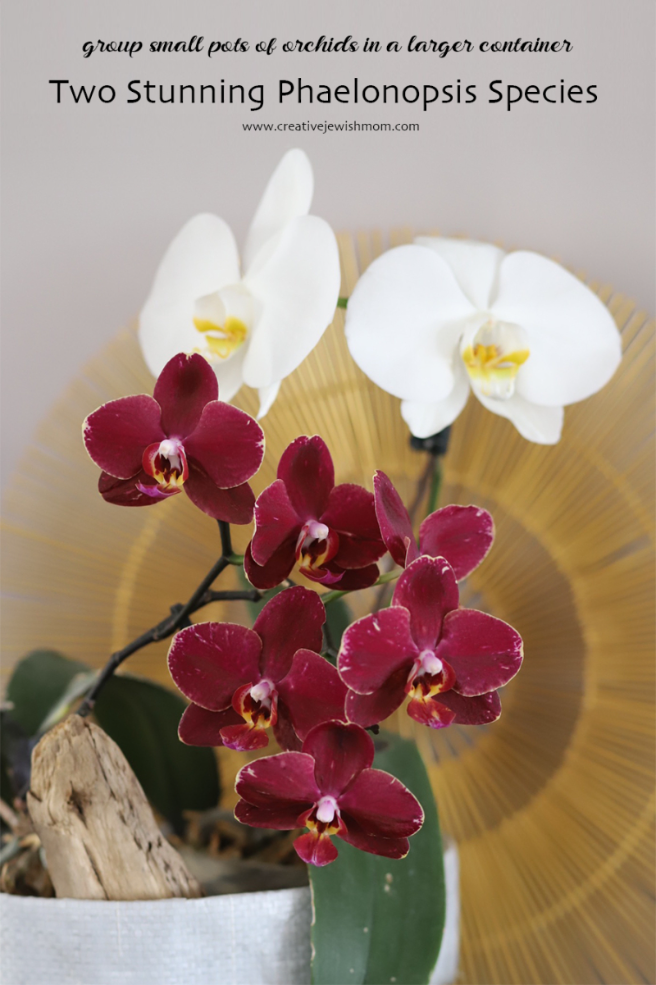 Group Small Pots Of Flowering Orchids In A Larger Pot, For A Stunning Floral Display!