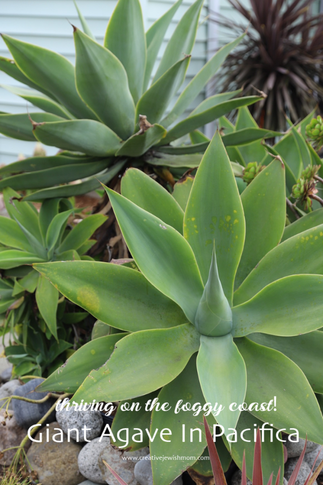 How To Grow Huge Agave As Seen In Pacifica, CA