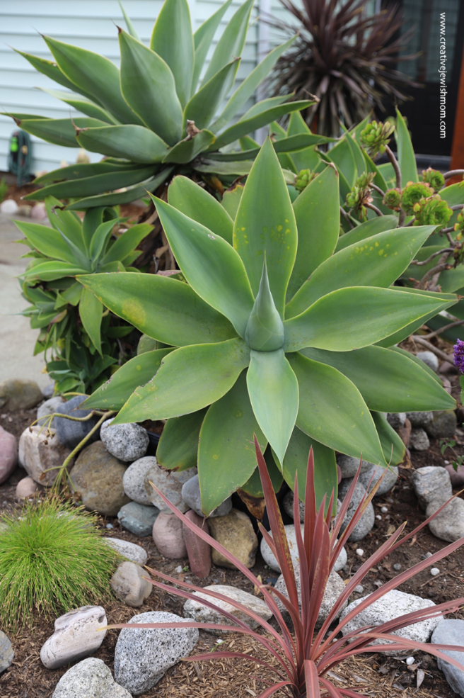 Agave-a-front-yard-choice-in-northern-CA