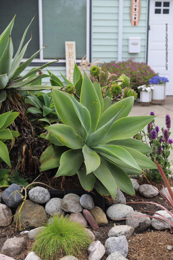 Giant-agave-does-well-in-Northern-CA