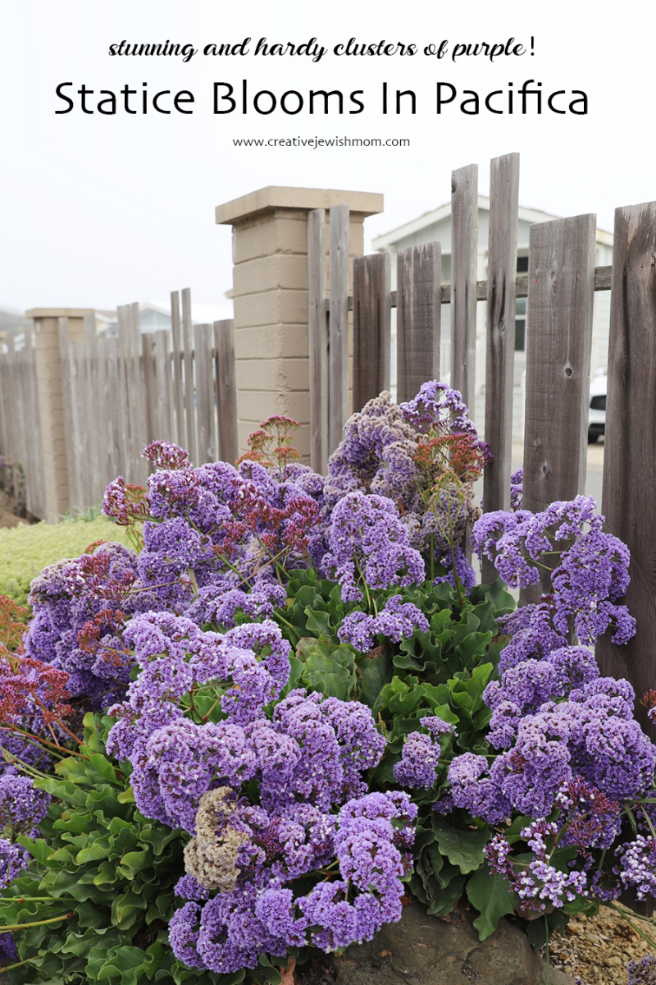 Purple Statice Blooms On The Coast In Pacifica, CA