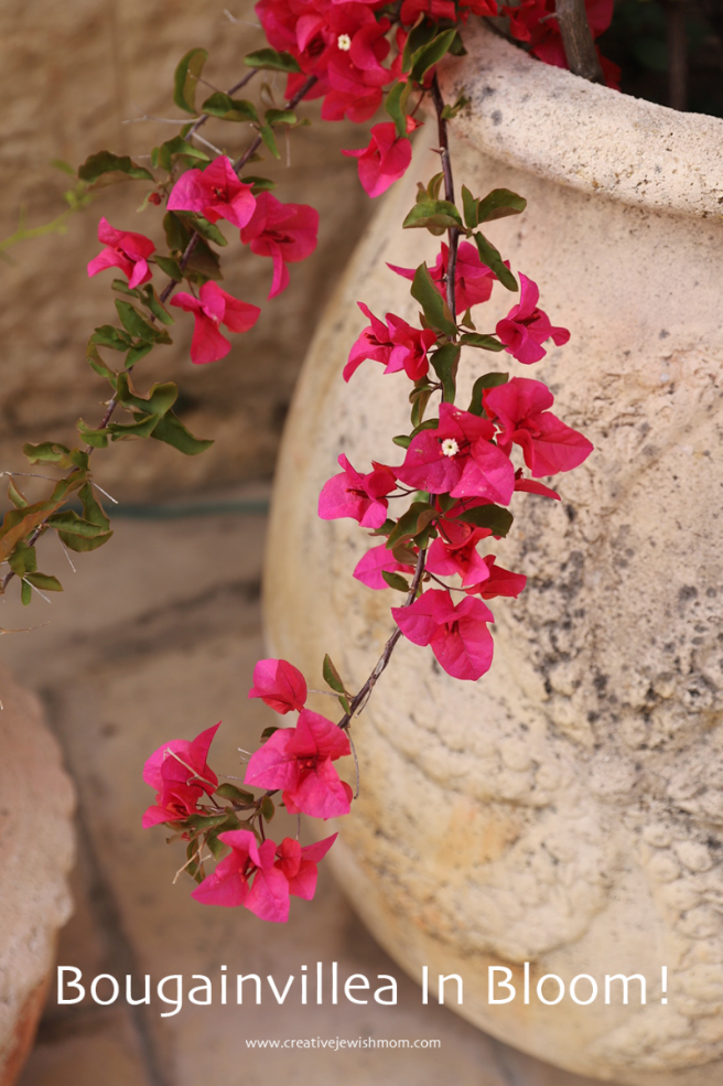 Bougainvillea Now In Bloom In My Northern Israel Container Garden