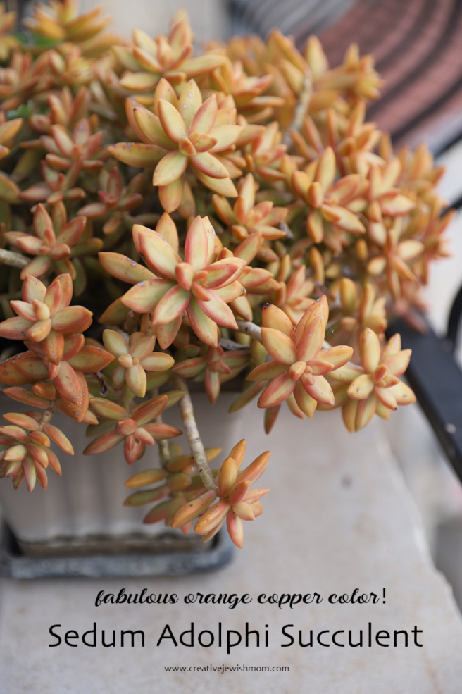 Great Looking Copper Colored Succulent Called Sedum Adolphi