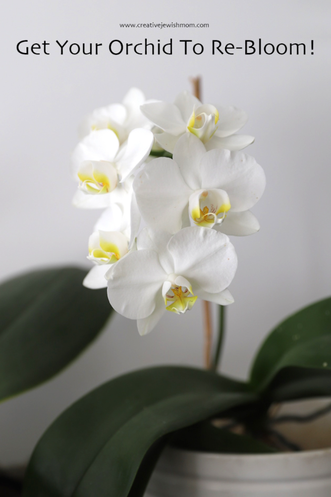 How To Get Your Orchid To Rebloom
