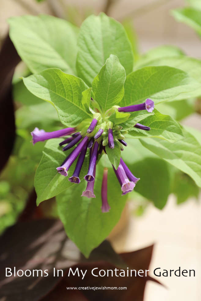 June Blooms In My Northern Israel Container Garden