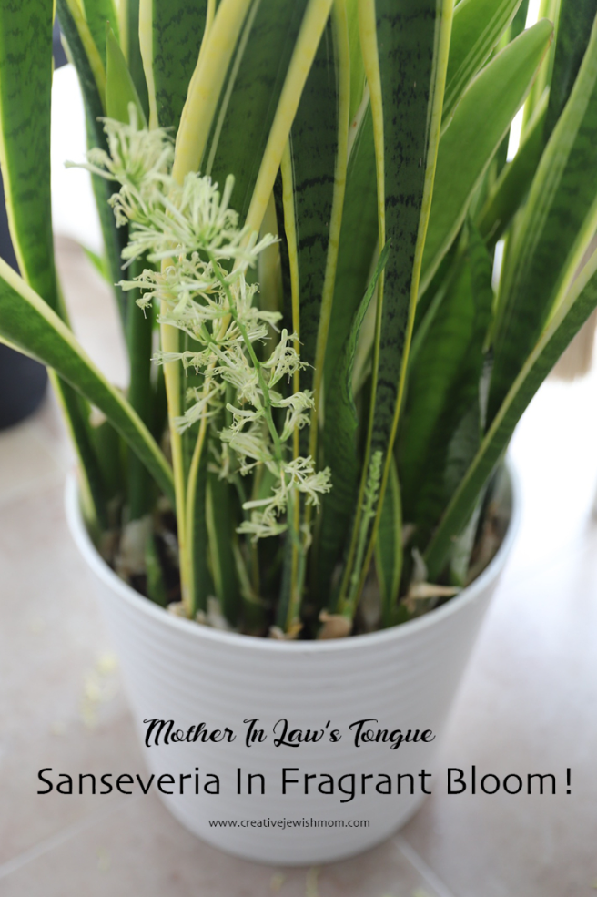 Getting Lucky With A Blooming Sanseveria!