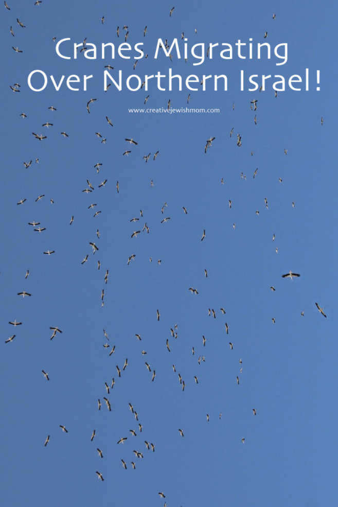 Migrating Cranes Overhead In Northern Israel!