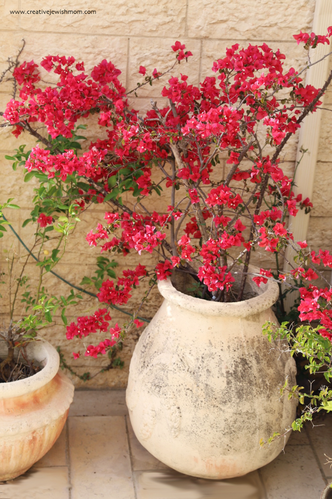 Bougainvillea In Bloom Once Again In My Northern Israel Container Garden