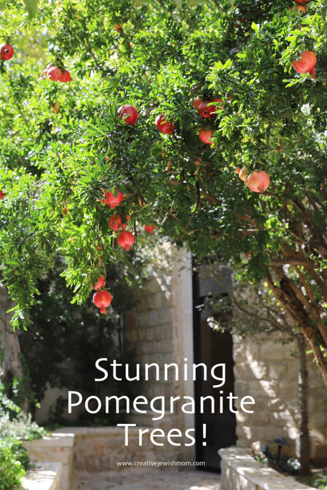 Extra Red Pomegranates On Trees In Northern Israel