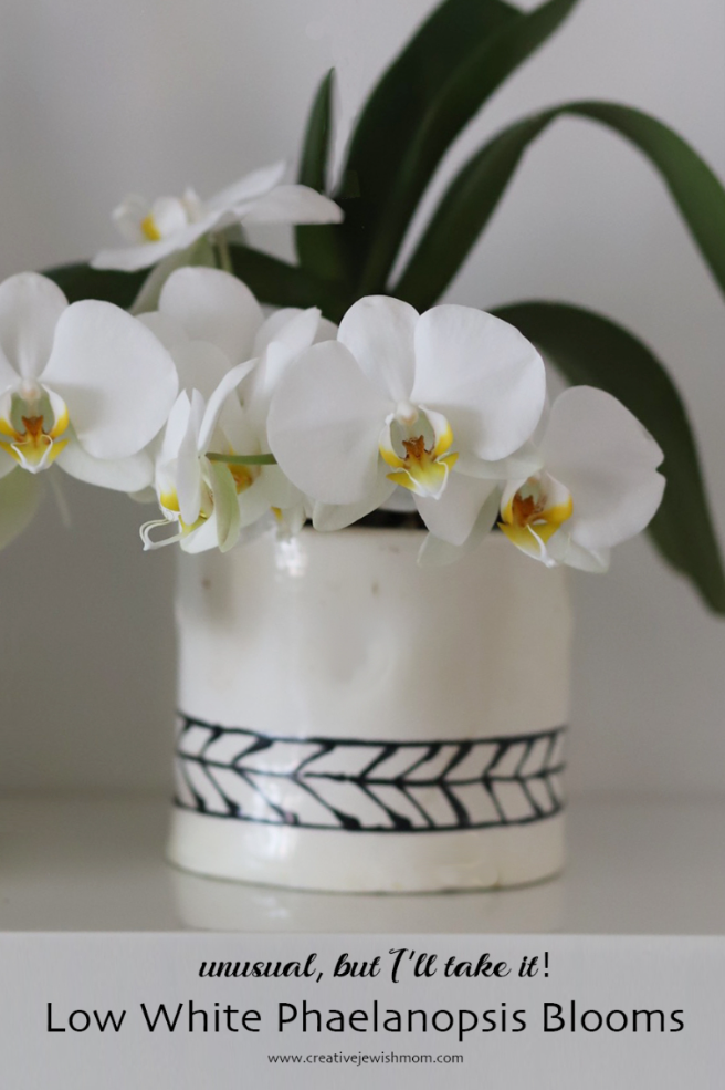 A Low Blooming Phaelanopsis Orchid