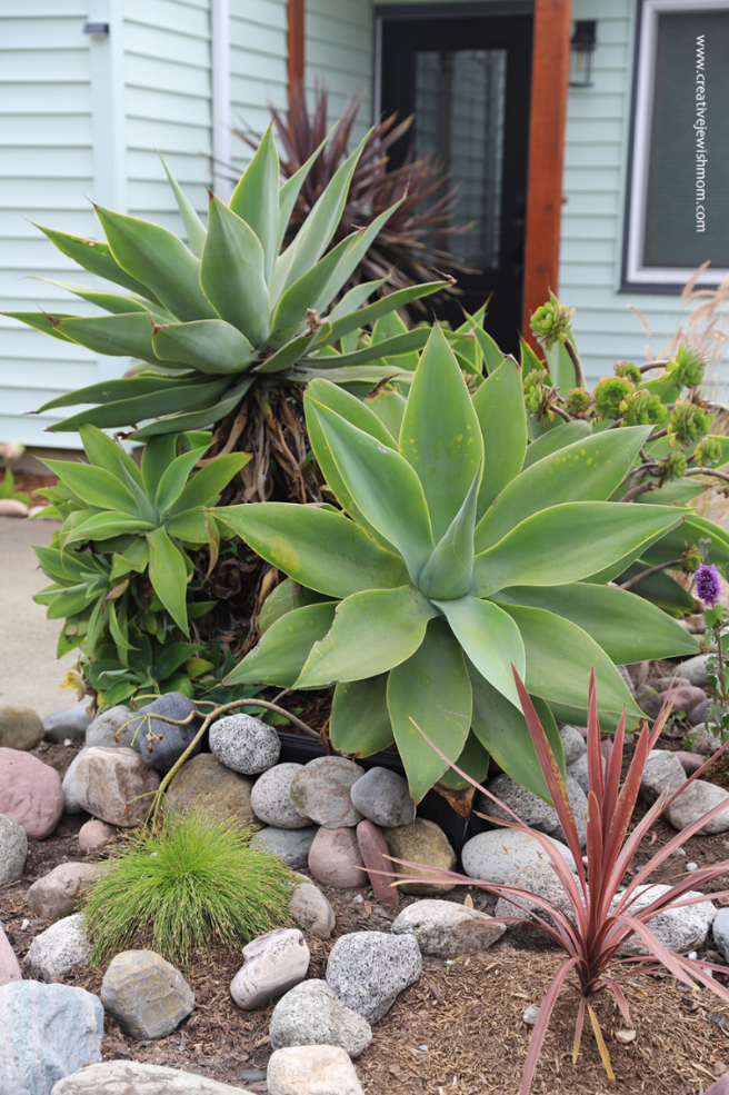 Giant-agave-thrive-in-foggy-pacifica