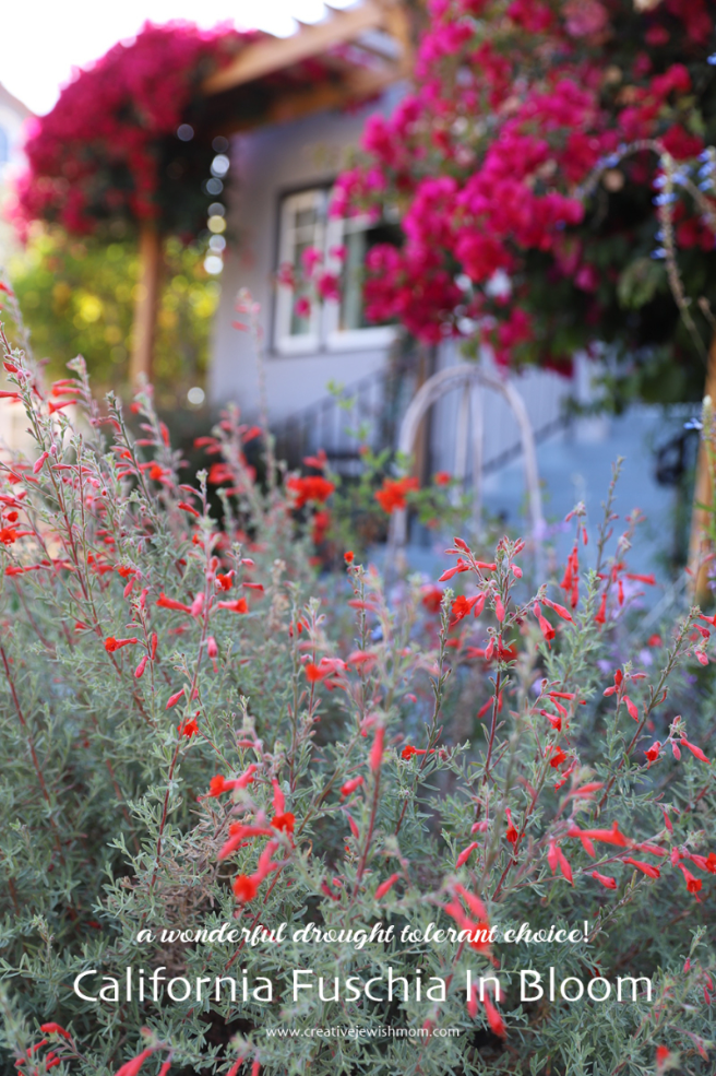 How To Plant A Stunning Drought Tolerant Garden: California Fuschia