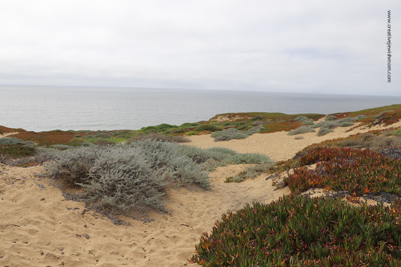 Pacifica-CA-colorful-plants-on-cliffs
