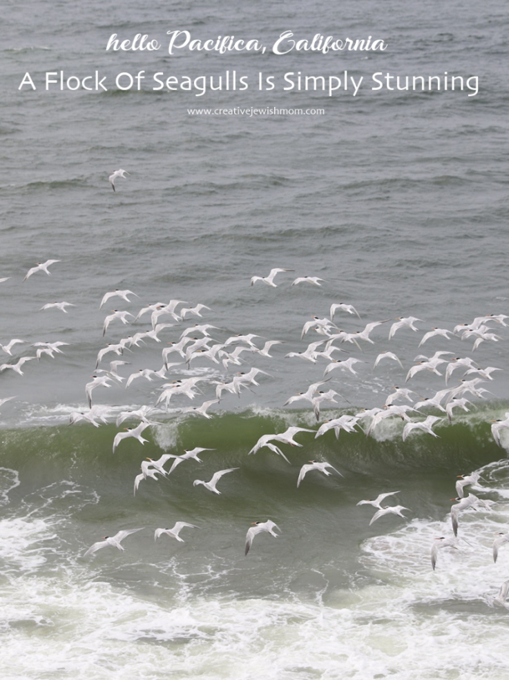 Enjoy Flocks Of Stunning Seagulls In Pacifica, California
