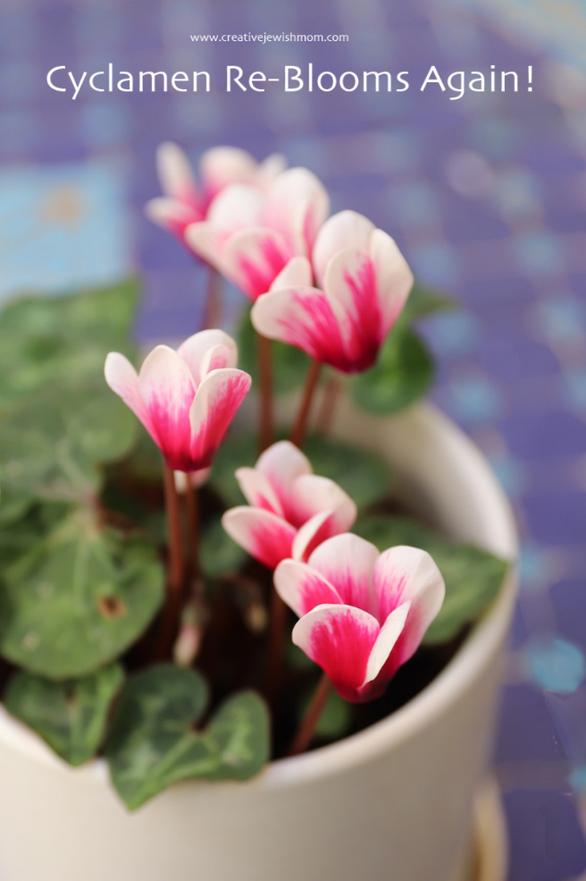 Cyclamen Re-Blooms Yet Again In Northern Israel